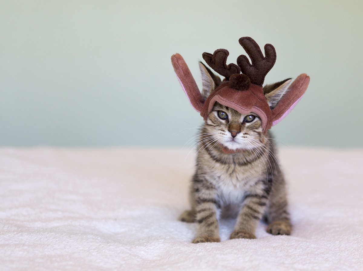 cartes de noël personnalisée 4