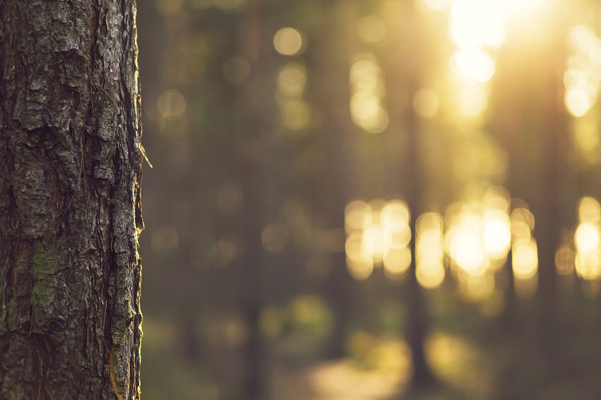Photograhie bokeh nature