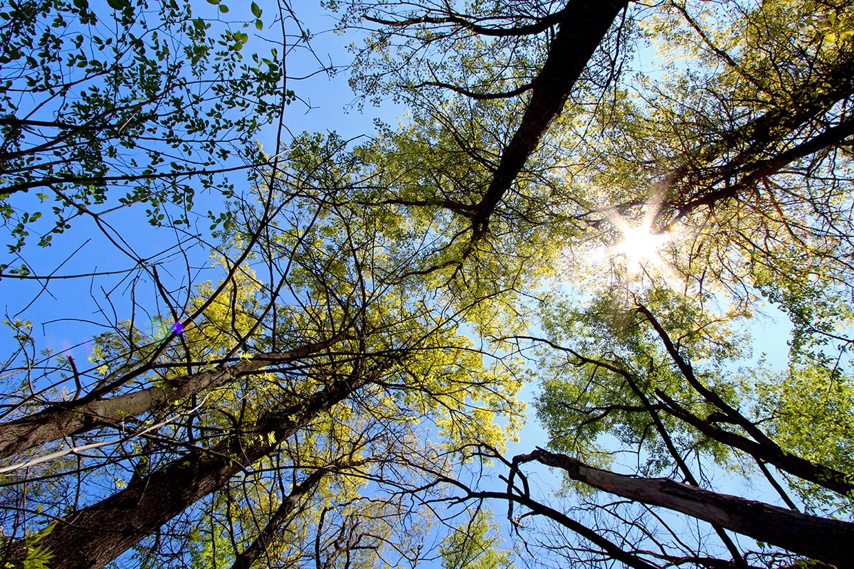 Bomen tegen blauwe lucht