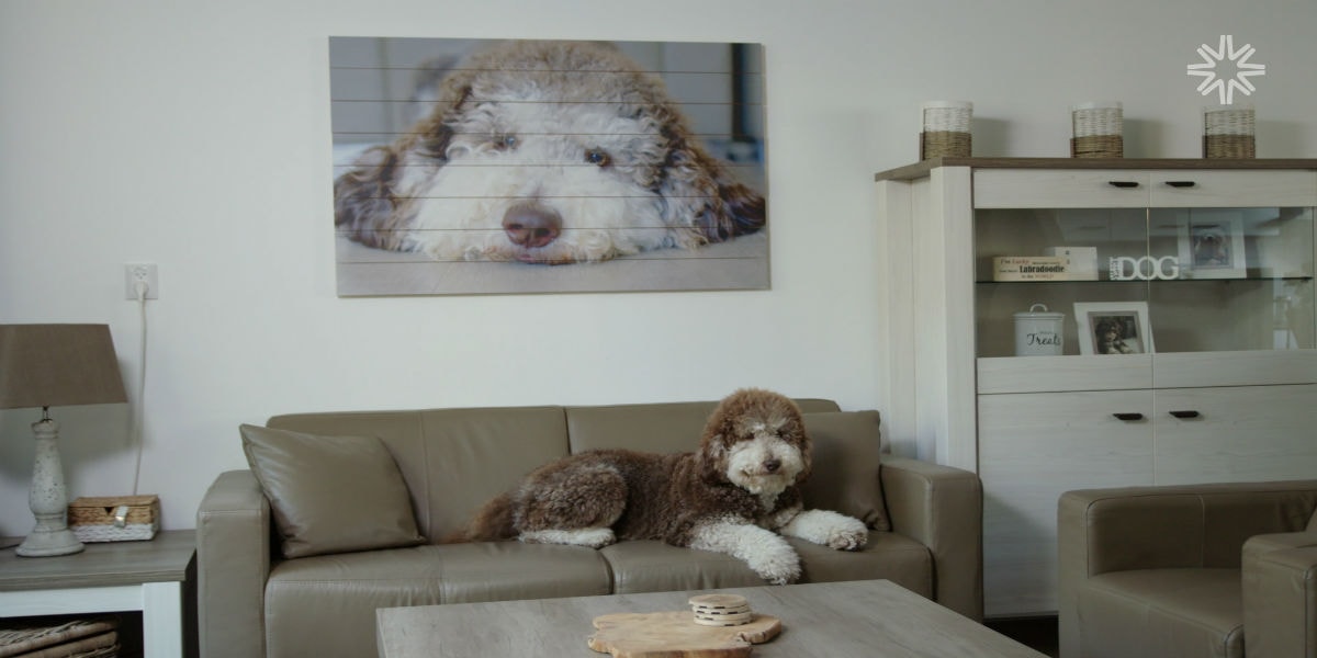 Bram de Labradoodle