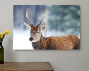 Foto op forex vergelijk