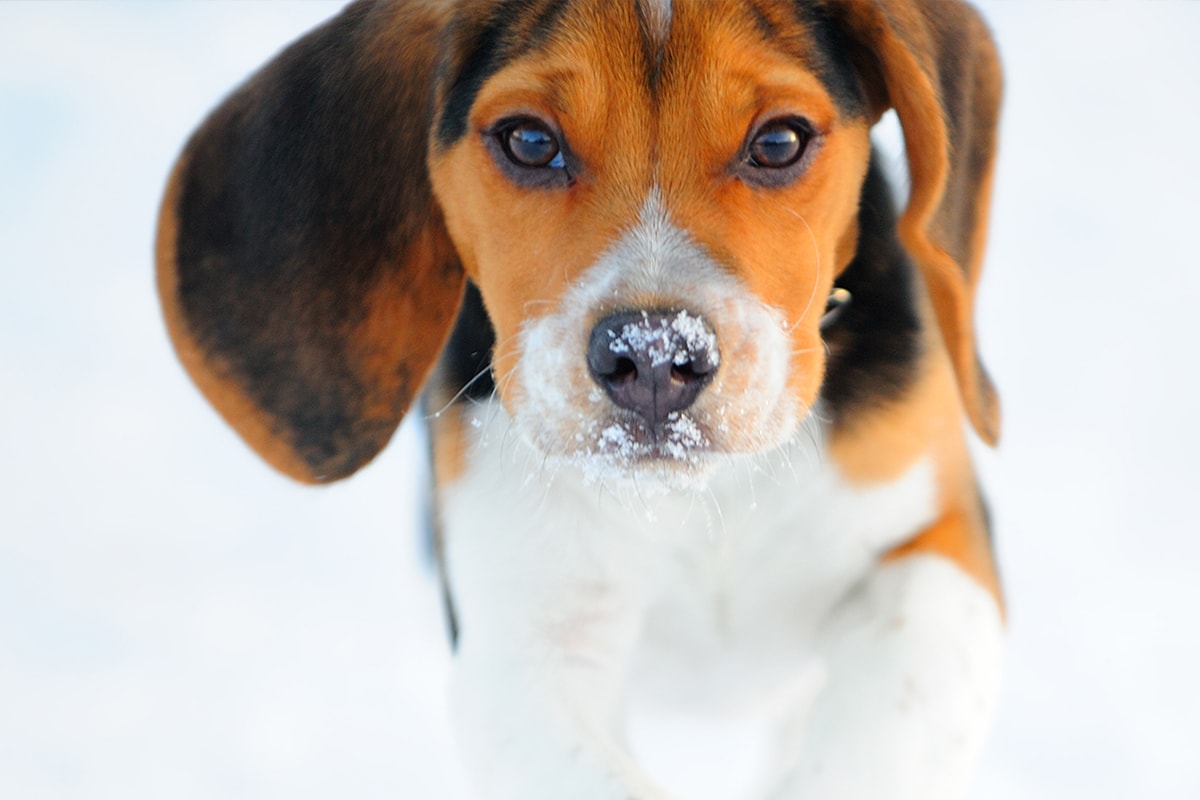 A close-up of a brown, white and black puppy playing out in the snow.