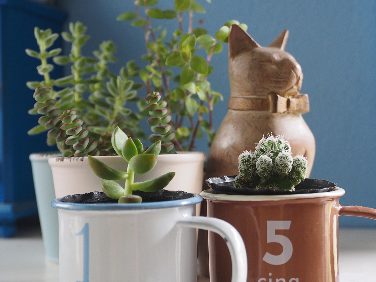 Mugs used as small plant pots with succulent plants and a cactus