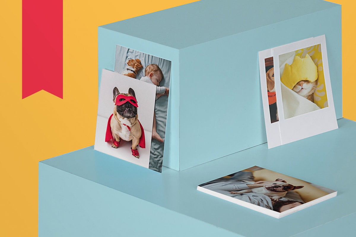 Stacked square blue plinths with prints of pet photos on, including a French bulldog dressed as a superhero in a red cape.
