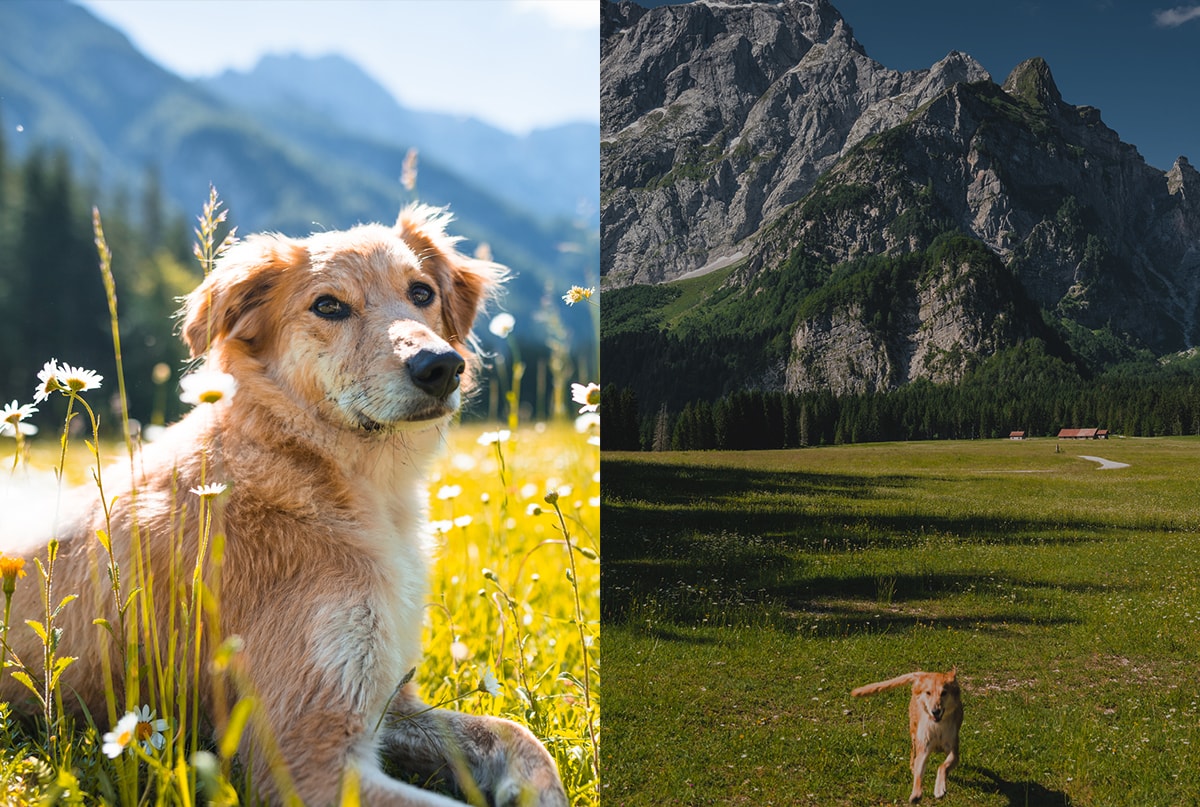 Ein direkter Vergleich von zwei Fotos eines Hundes. Das linke Bild ist hell und der Hintergrund leicht verschwommen. Das rechte Bild ist dunkler jedoch schärfer.