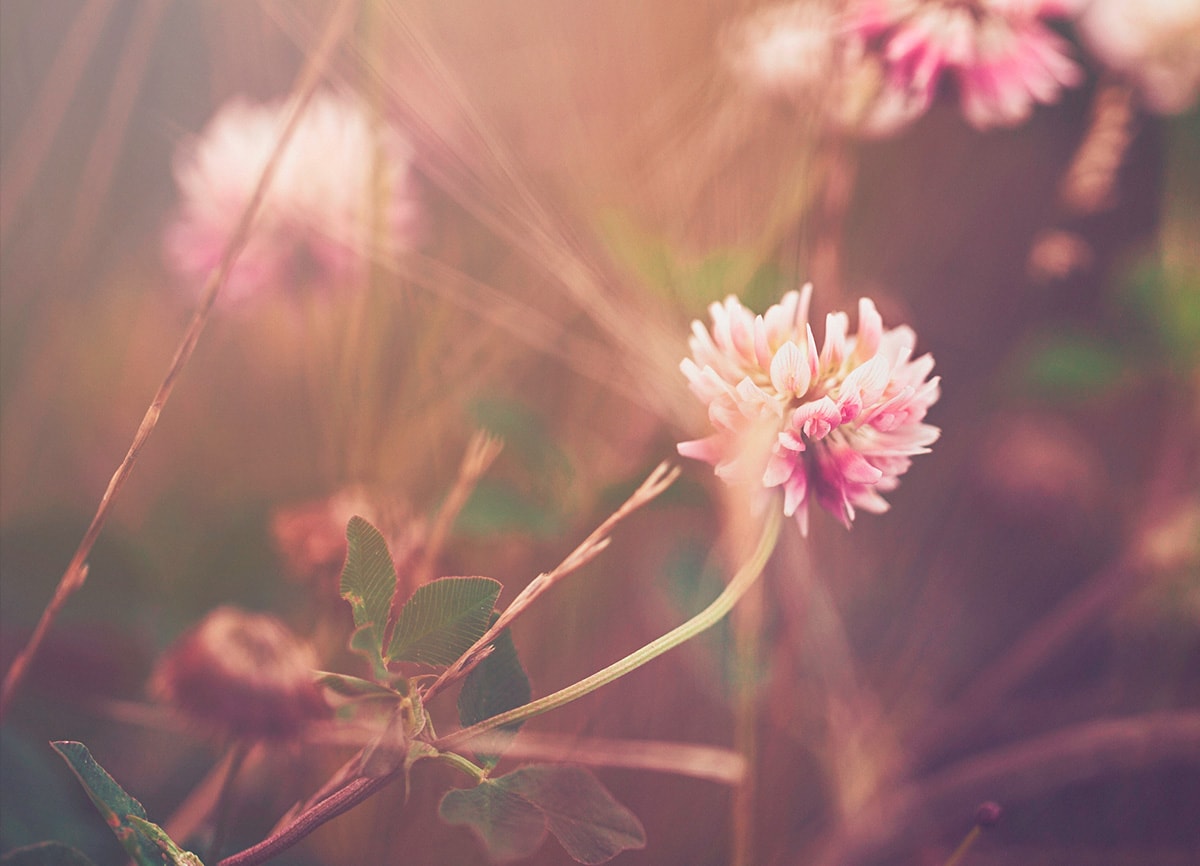 Close-up foto van roze bloemen. De voorgrond is scherpgesteld, de achtergrond is wazig.