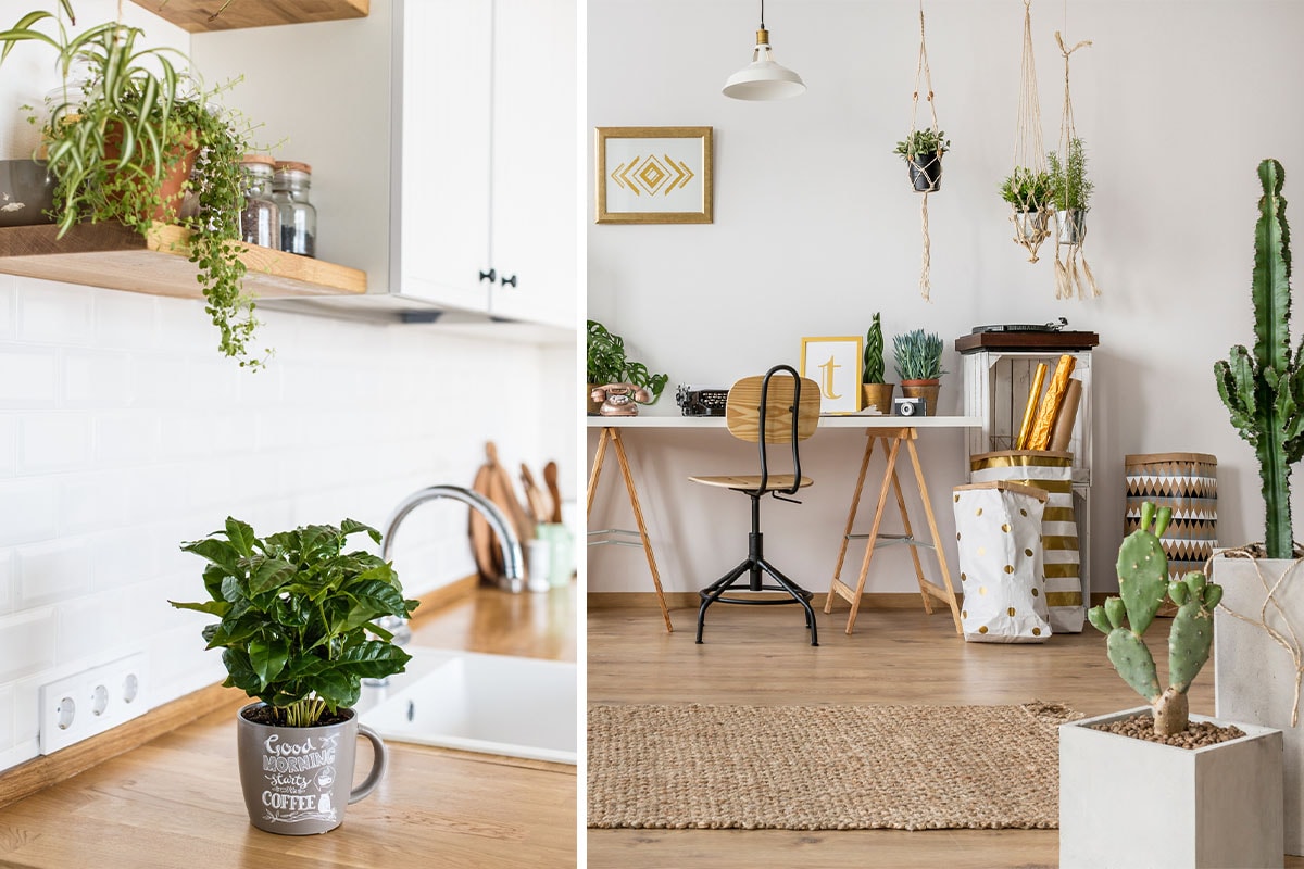 Een foto die in twee delen is opgesplitst. De rechterkant toont een lichte en luchtige kantoorruimte in iemands huis met een verscheidenheid aan kamerplanten en cactussen verspreid in de ruimte. De linkerkant is een close-up van een mok die als een plantenpot op een aanrecht wordt gebruikt.