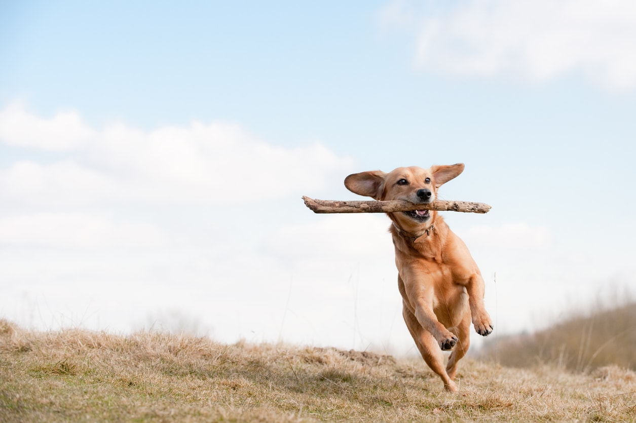 Beeld van een hond die springt om een stok te vangen