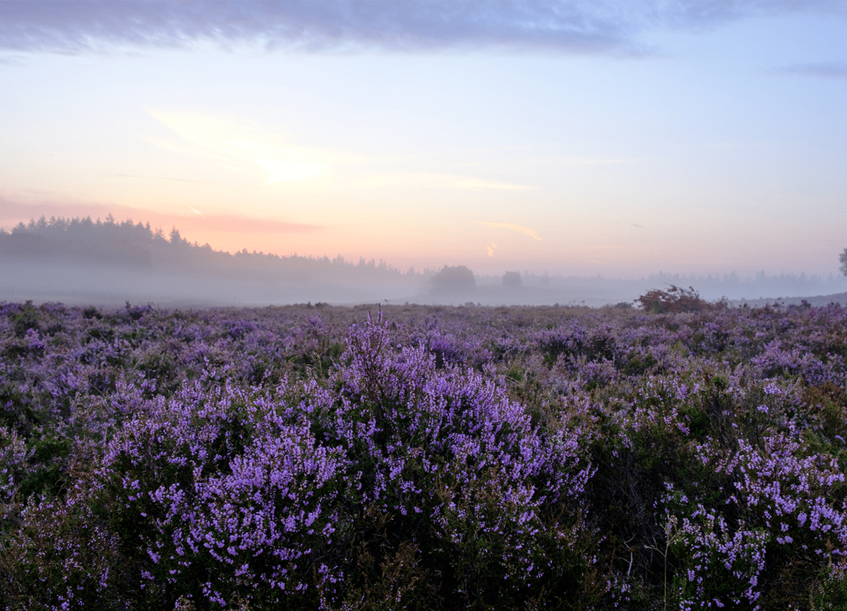 Een foto van een lavendelveld genomen bij zonsopgang. De heuvels op de achtergrond zijn wat wazig.