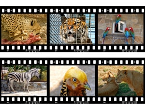 Une page d'imagier représentant différents animaux (tigre, perroquet, lion, zèbre)